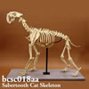 BCSC018AA スミロドン全身骨格模型