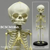 （BCSCM186A）胎児全身骨格模型　40週