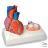 心臓、心臓弁レリーフ付、5分解モデル