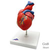 心臓、2分解モデル