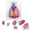 肺、実物大・7分解デラックスモデル