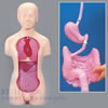 人体解剖モデル 男女生殖器・胎児付