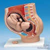 妊娠骨盤 3分解モデル