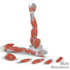 上肢の筋肉 6分解モデル
