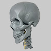 X線ファントム頭蓋骨と頸椎