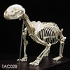 ニホンアナグマの全身骨格標本