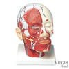 頭・頚部の筋肉モデル 血管付