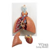 肺、実物大・5分解モデル