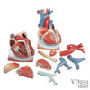 心臓、横隔膜付、3倍大・10分解モデル