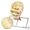 頭蓋 神経血管表示モデル