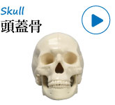 整形外科演習用模擬骨・頭蓋骨
