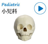 整形外科演習用模擬骨・小児科向け
