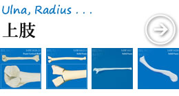 整形外科演習用模擬骨・上肢の骨