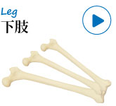 整形外科演習用模擬骨・下肢の骨