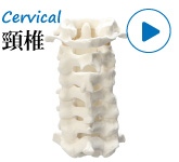 整形外科演習用模擬骨・頸椎