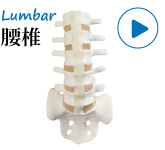 整形外科演習用模擬骨・腰椎