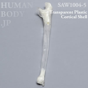 尺骨（左・大） SAW1004-5 ソーボーン模擬骨