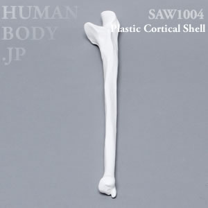 尺骨（左・大） SAW1004 ソーボーン模擬骨