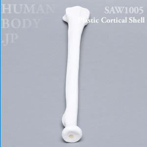 橈骨（左・大） SAW1005 ソーボーン模擬骨