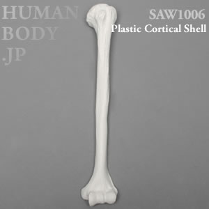 上腕骨（左・大） SAW1006 ソーボーン模擬骨