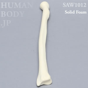 橈骨（左・中） SAW1012 ソーボーン模擬骨