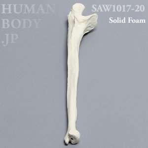 尺骨（右・大） SAW1017-20 ソーボーン模擬骨
