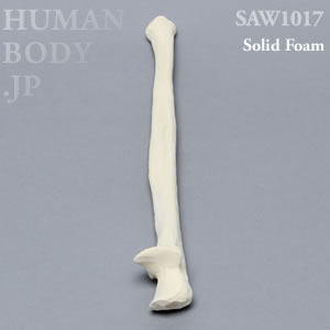 尺骨（左・大） SAW1017 ソーボーン模擬骨
