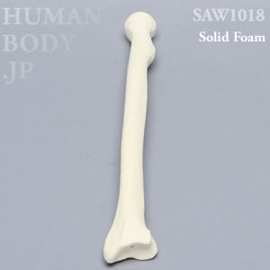 橈骨（左・大） SAW1018 ソーボーン模擬骨