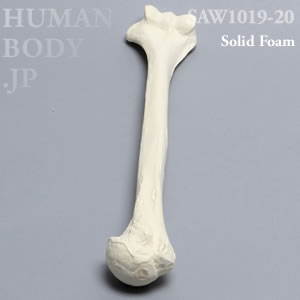 上腕骨（右・大） SAW1019-20 ソーボーン模擬骨
