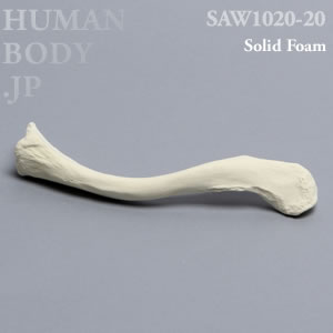 鎖骨（右・大） SAW1020-20 ソーボーン模擬骨