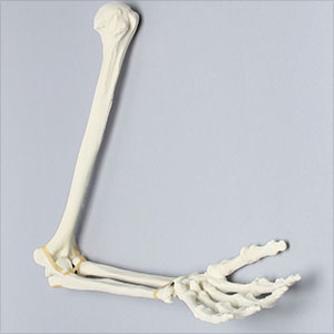 模擬骨・上肢骨（左・大）SF SAW1022-63-1 ソーボーン模擬骨