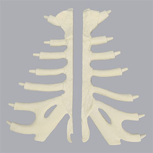 SAW1025-5-1　肋軟骨付き胸骨、矢状分離型（大）SF