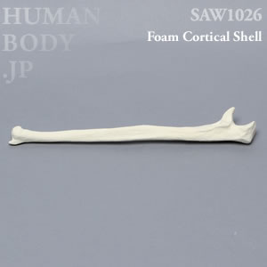 尺骨（左・大） SAW1026 ソーボーン模擬骨