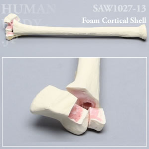 骨折性橈骨（左・大） SAW1027-13 ソーボーン模擬骨
