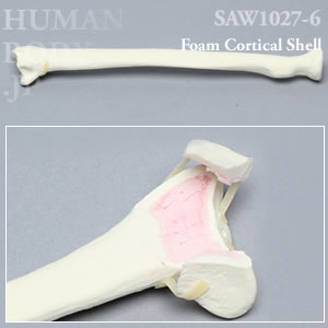 骨折性橈骨（左・大） SAW1027-6 ソーボーン模擬骨