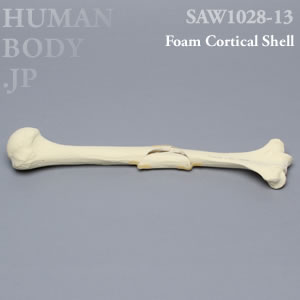 骨折性上腕骨（左・大） SAW1028-13 ソーボーン模擬骨