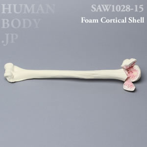 多発骨折性上腕骨（左・大） SAW1028-15 ソーボーン模擬骨