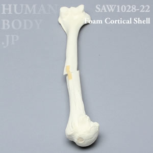 骨折性上腕骨（左・大） SAW1028-22 ソーボーン模擬骨