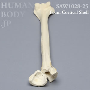 骨折性上腕骨（左・大） SAW1028-25 ソーボーン模擬骨