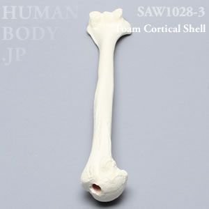 上腕骨（左・大） SAW1028-3 ソーボーン模擬骨