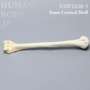 骨折性上腕骨（左・大） SAW1028-5 ソーボーン模擬骨