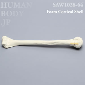 骨折性上腕骨（左・大） SAW1028-64 ソーボーン模擬骨