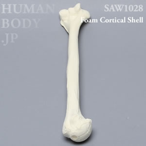 上腕骨（左・大） SAW1028 ソーボーン模擬骨