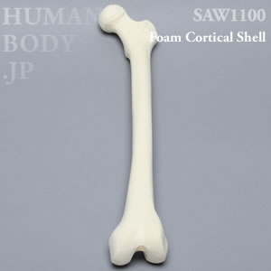 大腿骨（左・中） SAW1100 ソーボーン模擬骨