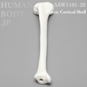 脛骨（右・中） SAW1101-20 ソーボーン模擬骨