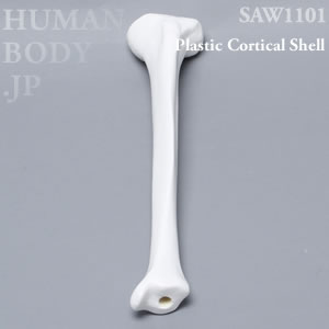 脛骨（左・中） SAW1101 ソーボーン模擬骨