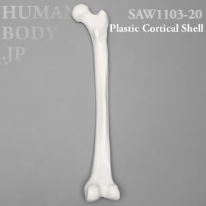 大腿骨（右・中） SAW1103-20 ソーボーン模擬骨