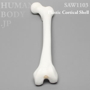 大腿骨（左・中） SAW1103 ソーボーン模擬骨