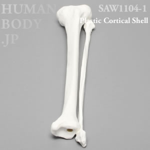脛骨と腓骨（左・大） SAW1104-1 ソーボーン模擬骨