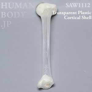 脛骨（左・中） SAW1112 ソーボーン模擬骨
